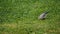 White wagtail -Motacilla alba- on grass