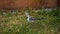 White wagtail -Motacilla alba- on grass