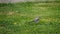 White wagtail -Motacilla alba- on grass