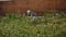 White wagtail -Motacilla alba- on grass