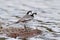 White Wagtail, Motacilla alba, in the river. Bird with food for young birds. Spring, nesting time. Bird in the water. Wildlife