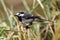 The white wagtail motacilla alba sitting on the reed