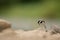 White wagtail, Motacilla alba, sitting on a rock near a river. Portrait of a common songbird with long tail and black and white fe