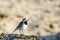The white wagtail, Motacilla alba, is sitting on sandy seaweed on the shore of the Baltic Sea