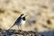 The white wagtail, Motacilla alba, is sitting on sandy seaweed on the shore of the Baltic Sea