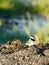 The white wagtail, Motacilla alba, is sitting on sandy seaweed on the shore of the Baltic Sea