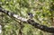 White Wagtail - Motacilla alba, small popular passerine bird from European fields, grasslands and wetlands