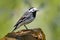 White Wagtail, Motacilla alba, on the tree branch. Bird with food for young birds. Spring, nesting time. Wildlife behavior scene