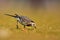 The white wagtail with nature