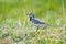 White wagtail presenting its feathers in the meadow
