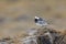 The white wagtail on a seaweed bed