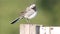 white wagtail sitting on a fence, shot close up