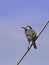 White wagtail, sky background