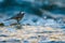 A white wagtail walking along the shoreline of a river