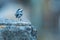 A white wagtail walking along the stone edge of a bridge