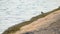 White wagtail walks along concrete coastline foraging on the coast