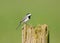 White Wagtail, Witte Kwikstaart, Motacilla alba