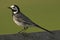 White Wagtail, Witte Kwikstaart, Motacilla alba