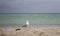 White walking seagull against storm on sea. Wild birds concept. Seagull on sand beach in hurricane day.