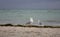 White walking seagulls against storm on sea. Wild birds concept. Seagull on sand beach in hurricane day.