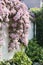 White wall with Clematis montana in spring