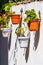 White wall with hanging pots of green plants and flowers of different colors. Blurry mood