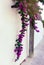 White wall with magenta Bougainvillea flowering