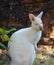 White wallabies