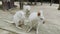 White Wallaby with baby in ventral sac with family in zoo