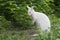 White wallaby portrait