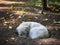 white wandering dog sleeps in a pit in the park, city pets