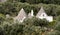 White washed conical roofed building in a field on an olive farm in the area of Cisternino / Alberobello in Puglia Italy