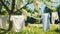 White washed laundry hangs on a line in the beautiful nature in the summer sunshine