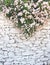 White-washed wall of rough stone with flowers