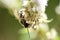 White wasp mint flower