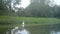 A White Water Bird, Western Cattle Egret - Bubulcus Ibis, in a Lake