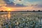 White Water Crow Foot Ranunculus fluitans in Sunset Landscape