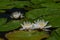 White Water Lilies Blooming Amid the Pads