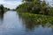 White Water Lilies in Danube Delta