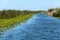 White Water Lilies in Danube Delta