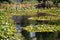 White Water Lilies on a lake in a botanical garden