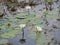 White water lilies, lake with green leaves