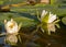 White water lilies in the lake, reflections in the water, summer time by the water