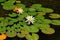 White water lilies Nymphae and a flying dragonfly