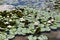 White Water Lillies in the botanical Garden Pond