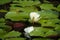 White Water Lillies Among Giant Lilly Pads