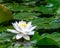 White water lilly blossom in a pond