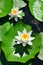 White water lilly flowers (lotus)