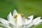 White water lily with bees