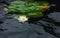 White Water Lily On The Black Water Surface
